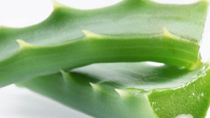 Aloe Vera Yağı ve Saç Bakımı