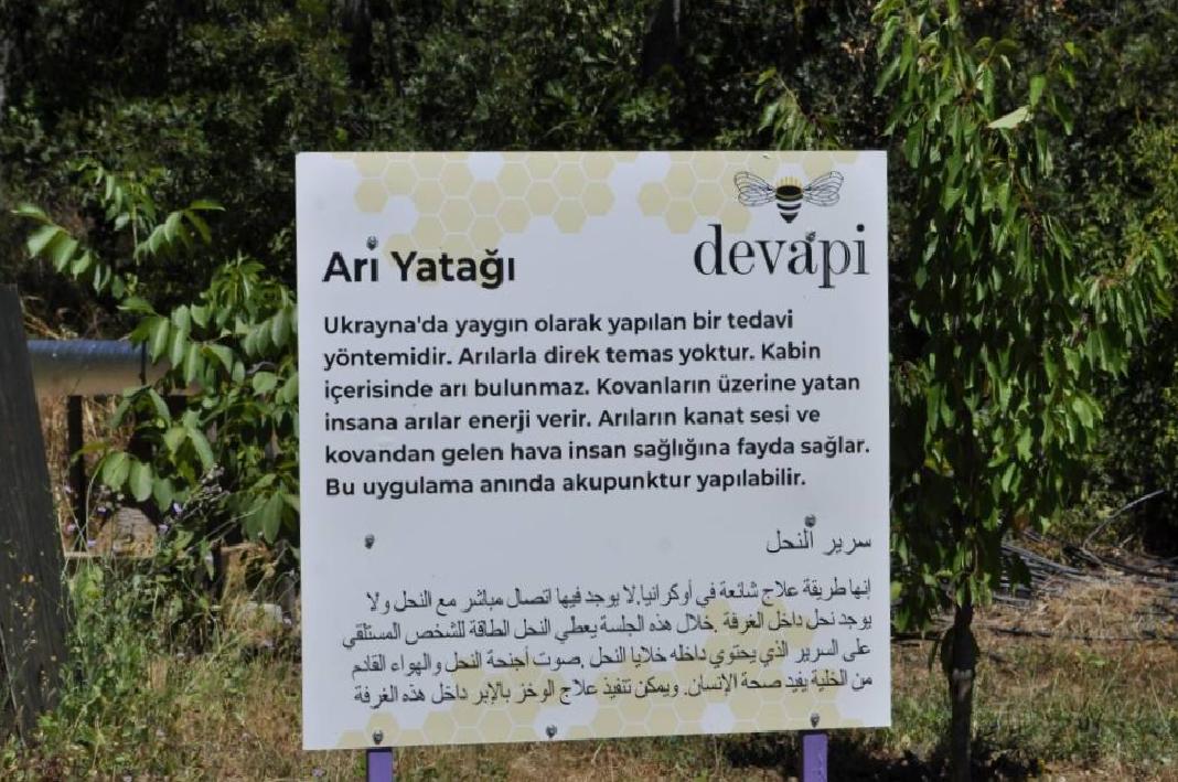 Arı Yatağı Terapisi: Doğanın Enerji Dolu Dokunuşu