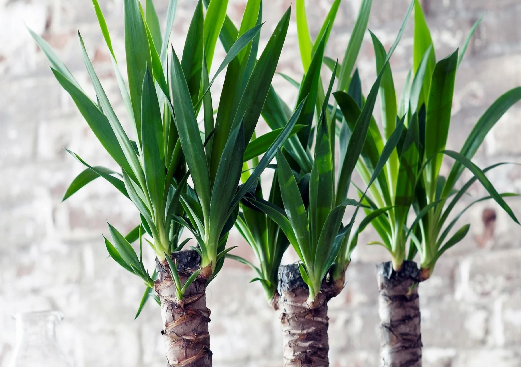 Hayat Ağacı (Yucca) ve Feng Shui