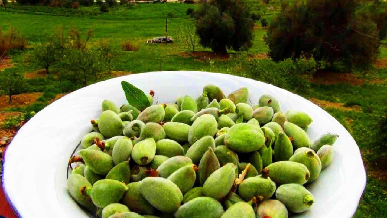 Çağla Meyvesinin Faydaları ve Özellikleri