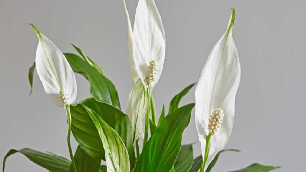 Spathiphyllum (Barış Çiçeği)