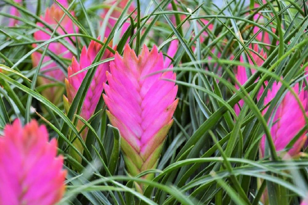 Hava Bitkileri (Tillandsia)