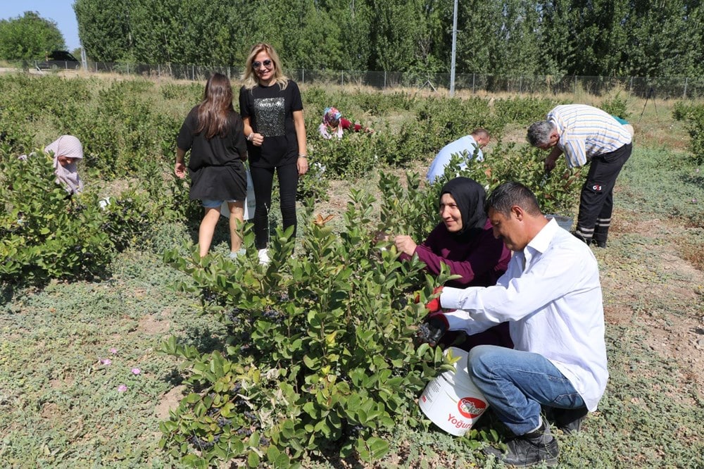 Erzincan'da Aronya Yetiştiren İlk Kadın Girişimci: Esra Cahyir Evrensel