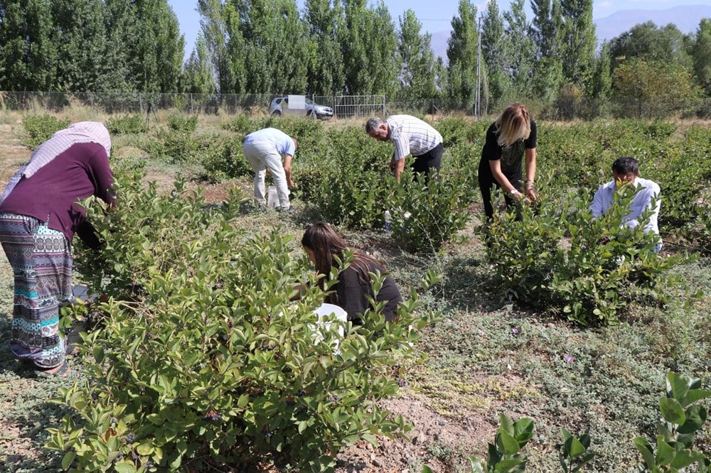 Erzincan'da Aronya Yetiştiren İlk Kadın Girişimci: Esra Cahyir Evrensel