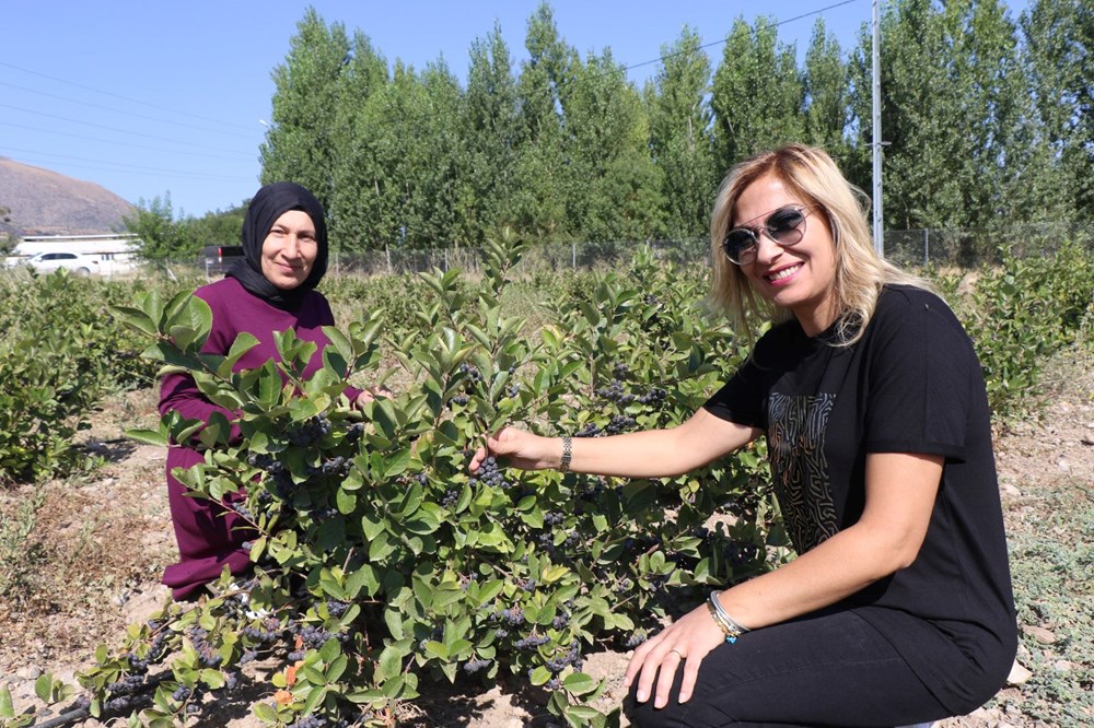 Erzincan'da Aronya Yetiştiren İlk Kadın Girişimci: Esra Cahyir Evrensel