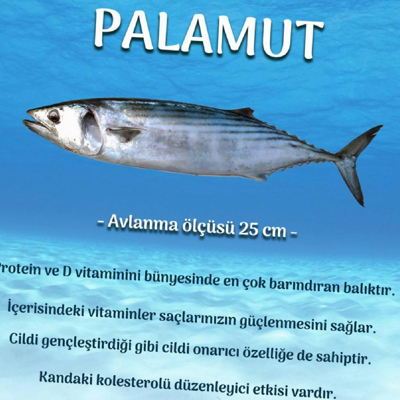 Palamut Balığının Faydaları ve Temizliği