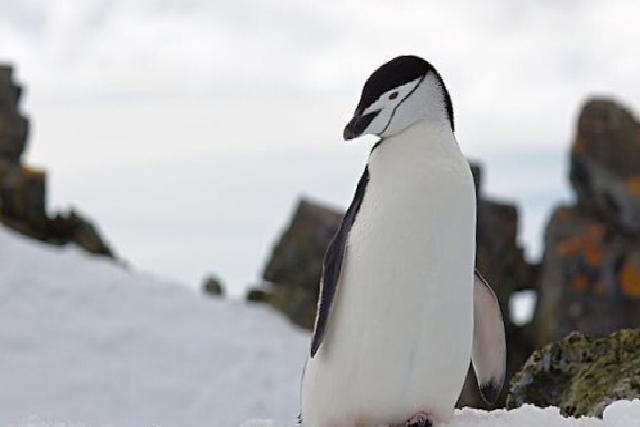 Penguenlerin Büyüleyici Dünyası