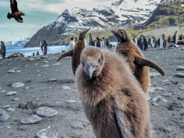 Penguenlerin Büyüleyici Dünyası: İlginç Gerçekler ve Özellikler