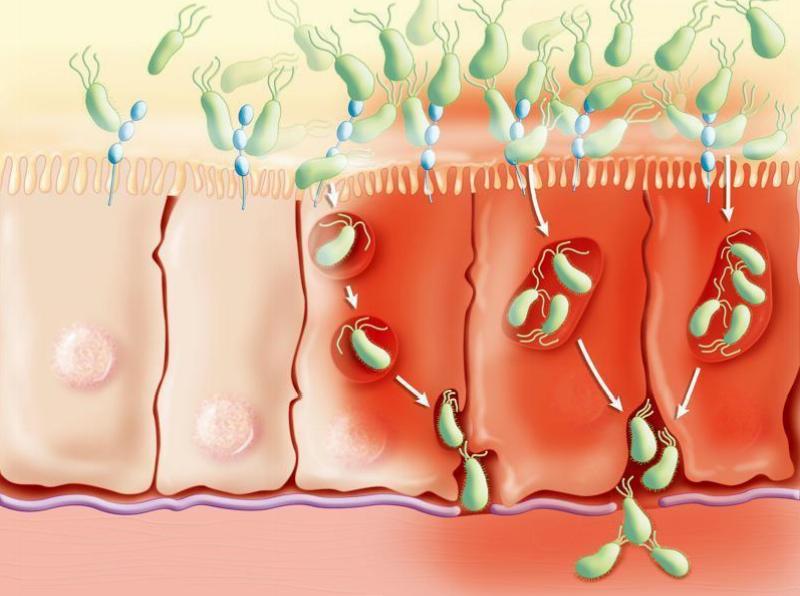 Antibiyotiklerin Bağırsak Mikrobiyomu Üzerindeki Etkileri