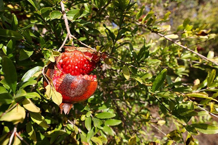 Nar: Sağlık ve Bereketin Simgesi