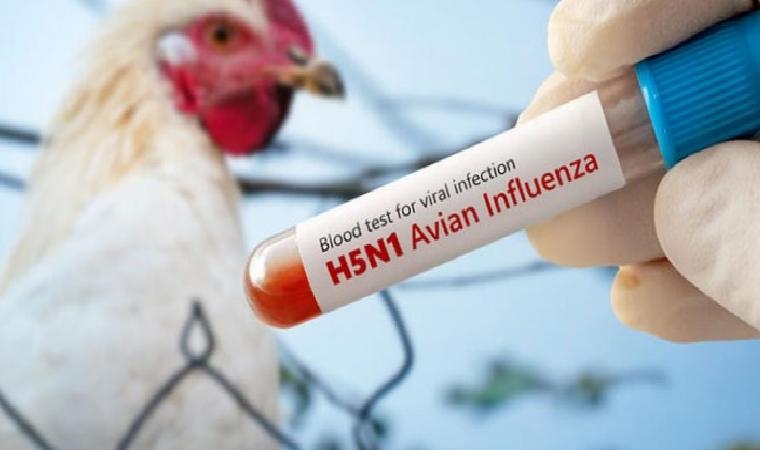 Endişe Yaratan Bir Virüs: Kuş Gribi (H5N1)