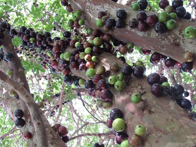 Jabuticaba: Faydaları ve Özellikleri