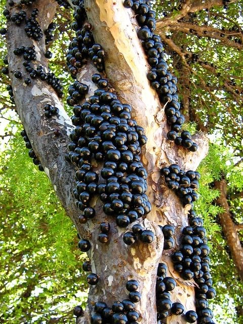 Jabuticaba'nın Faydaları