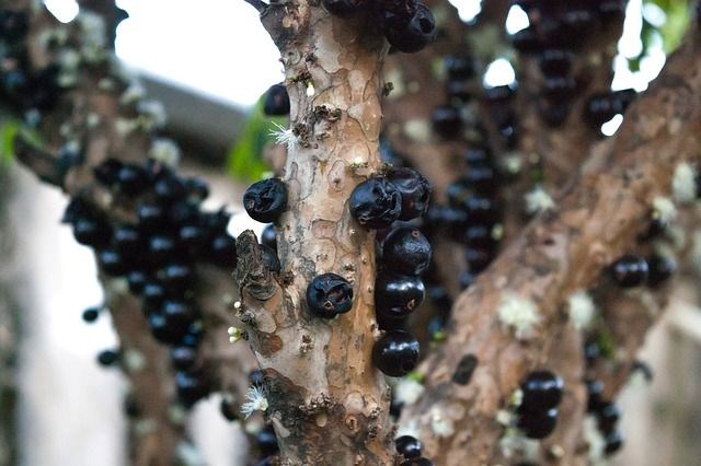 Jabuticaba: Faydaları ve Özellikleri