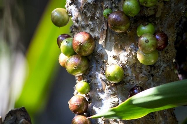 Jabuticaba: Faydaları ve Özellikleri