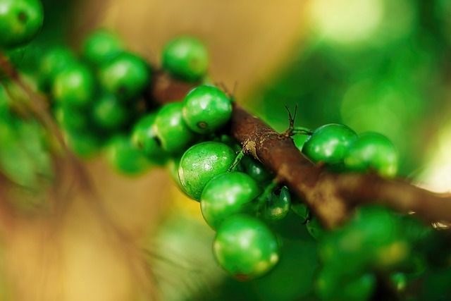 Jabuticaba: Faydaları ve Özellikleri