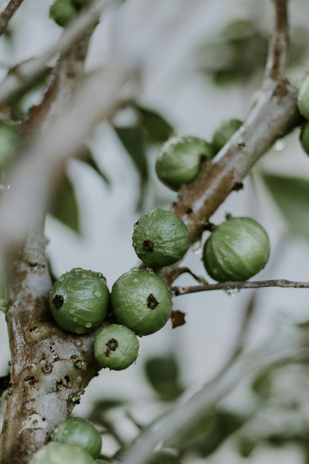 Jabuticaba: Faydaları ve Özellikleri