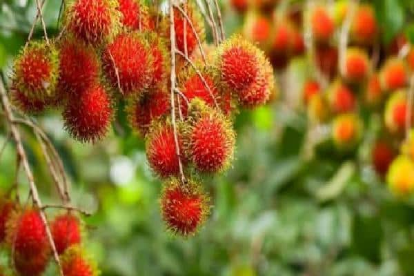 Rambutan Meyvesi: Tropikal Lezzetin Faydaları